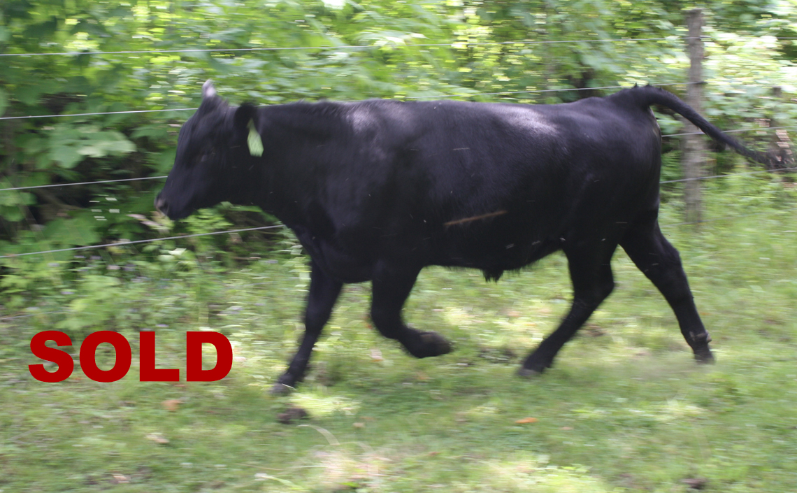 Black Angus Registered Top Rated Stud Bull - Cheese